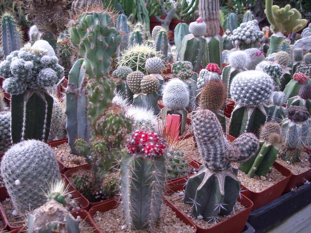 composizione di cactus - composition of Cactus